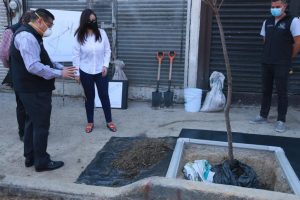 C-073 Reporta Naucalpan 50 de avance en plantación de árboles en San Bartolo 2